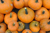 Fun in Wyre this October half term