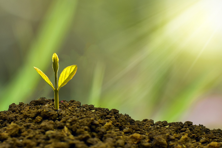 Tree shoot sprouting from pile of soil.