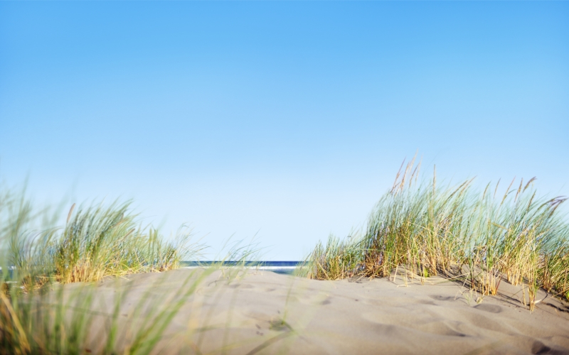 Grassy dunes on the beach