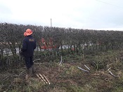 The art of hedgelaying