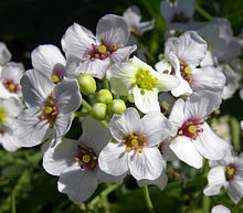 Flowers with white blossom