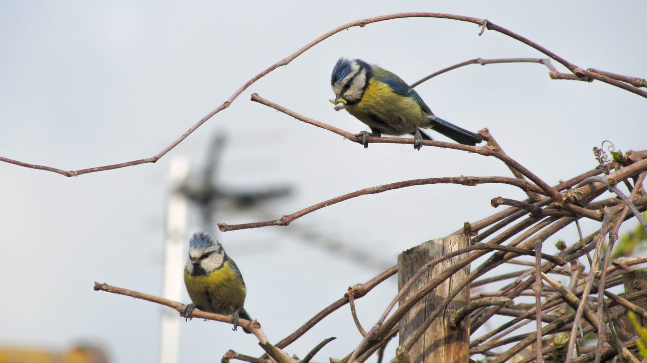 Winter Coastal Bird Watch