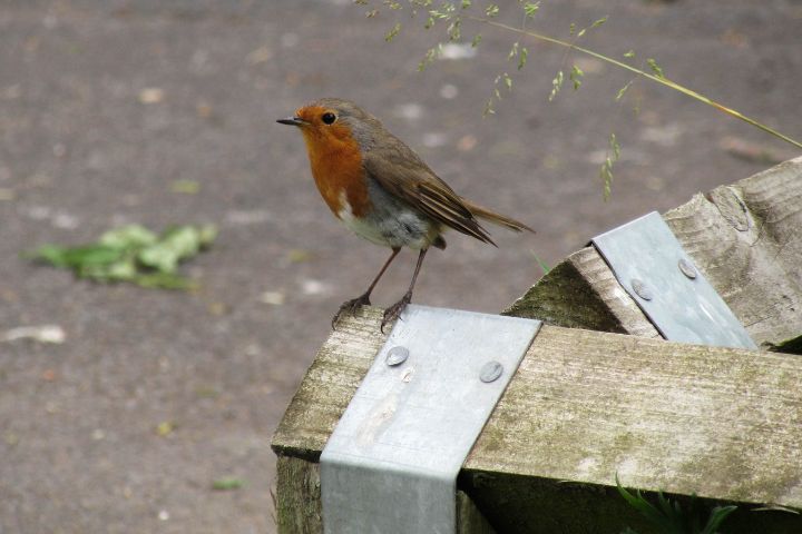 A robin sitting on a wooden fence post.
