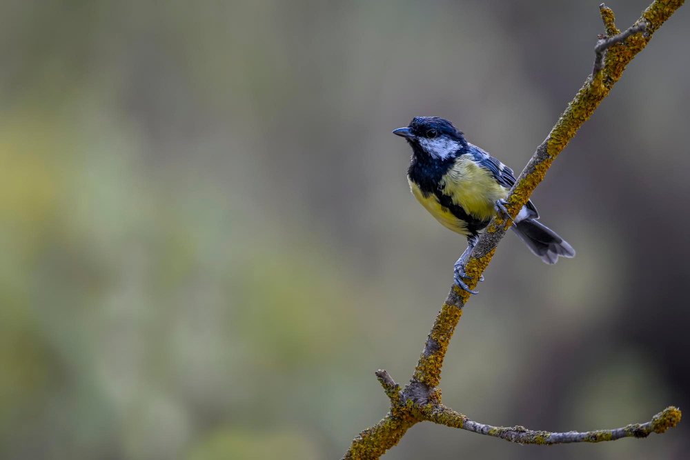 Bird sat on tree branch