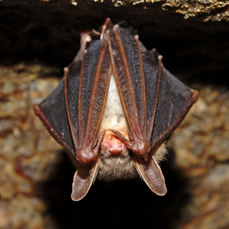 bat hanging upside down