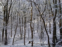 Winter trees and snow on ground