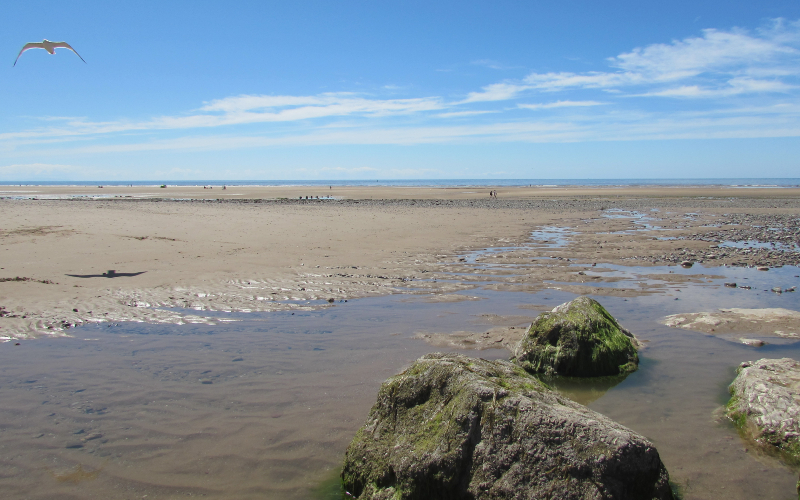 View of Cleveleys beach sands and rocks with seagull