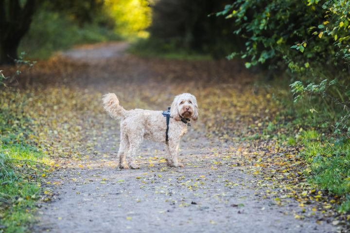A dog looking at the camera while standing on a tarmac path and surrounded by leaves.