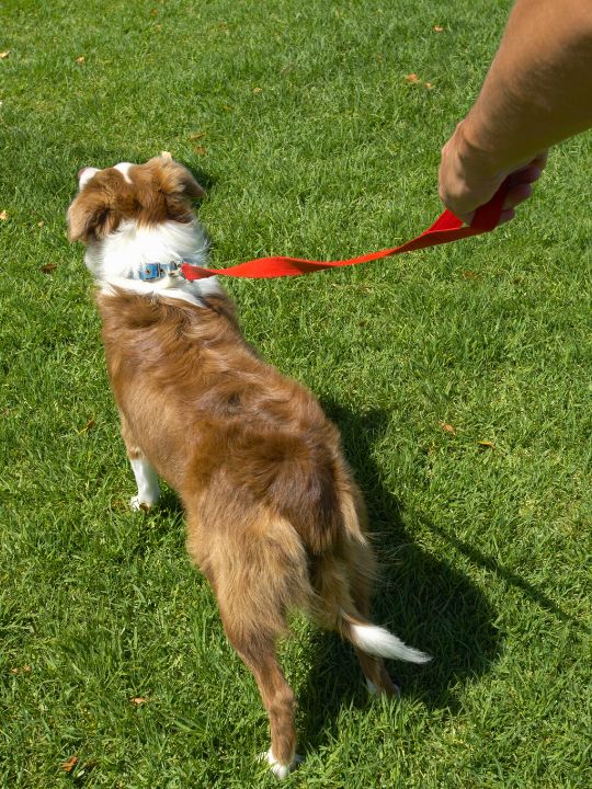 Dog on red lead