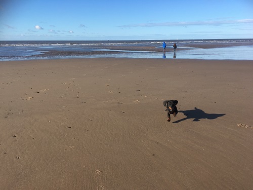 Dog on Cleveleys beach