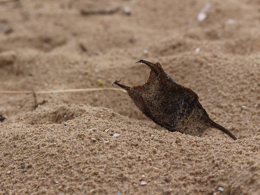 Shark egg case in the sand