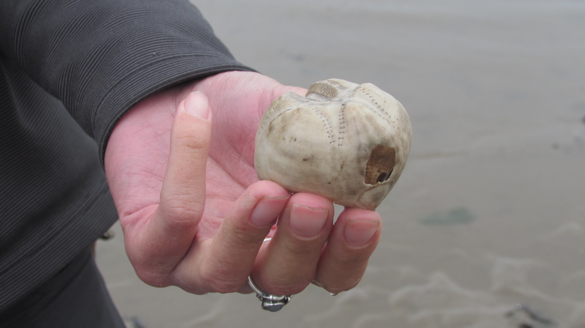 hand holding beach shell