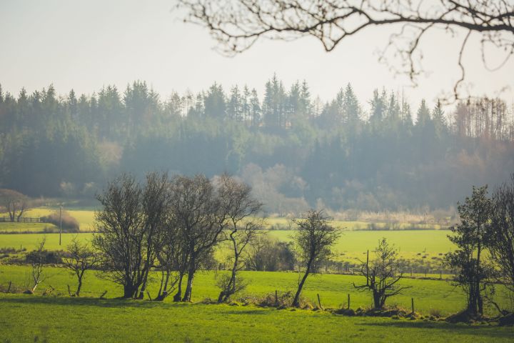 Trees and grassland among the misty fog surrounding the Forest of Bowland.