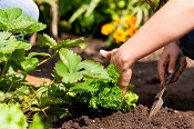 A gardener planting strawberries