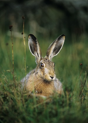 Hare in a field