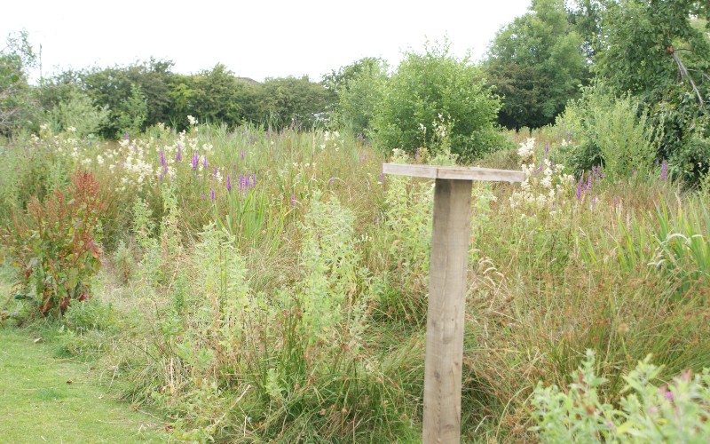 Bird stand amongst grass and flowers in Hawthorne Park.