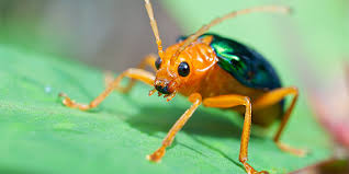A bug on a leaf