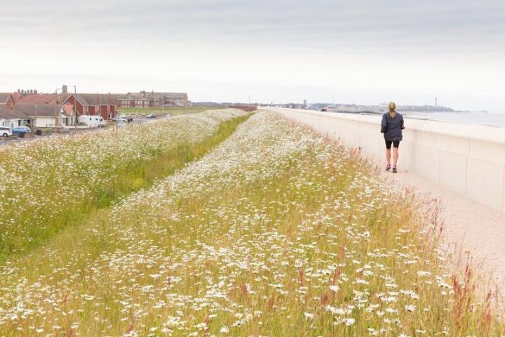 Larkholme Grassland along the beach in Fleetwood