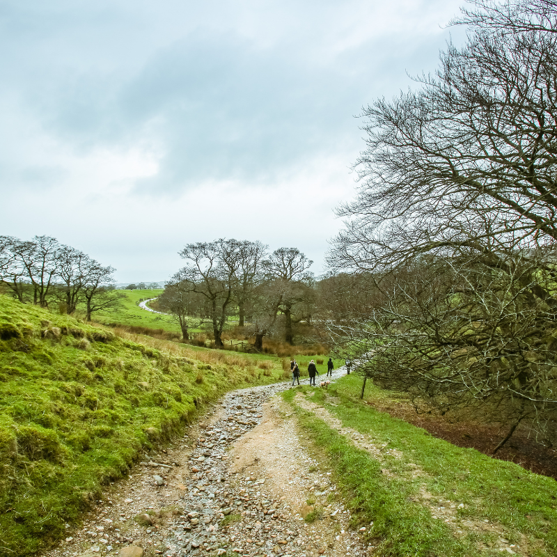 Gravel path surrounded by greenery and trees