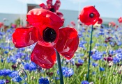 red plastic poppy in a field of blue flowers from Fleetwood in bloom 2018