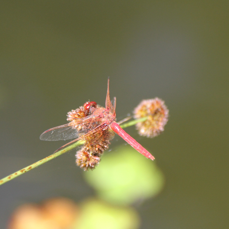 Riverside fly perched on a branch