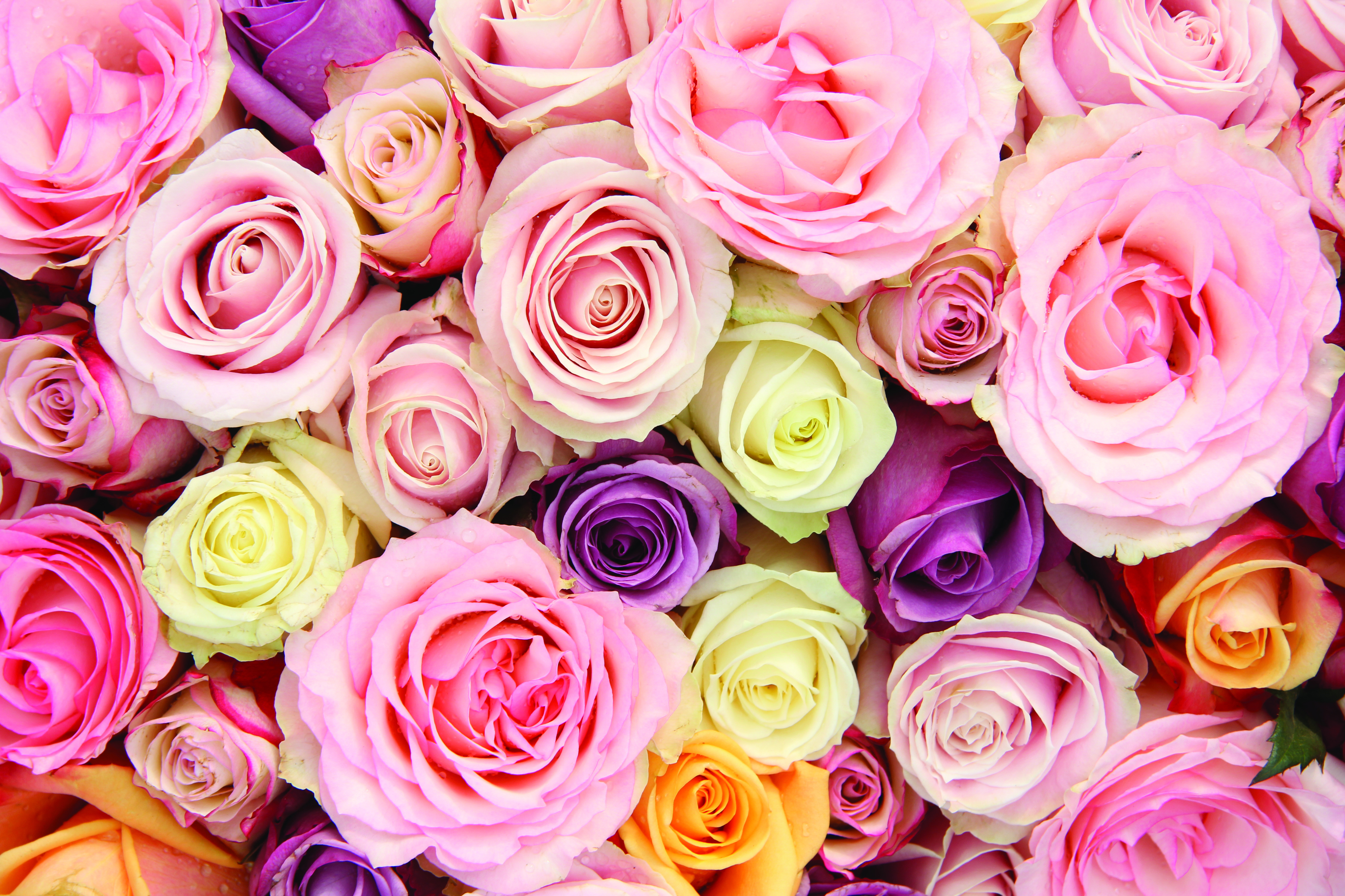 Wedding roses