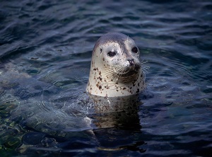 A seal in the water