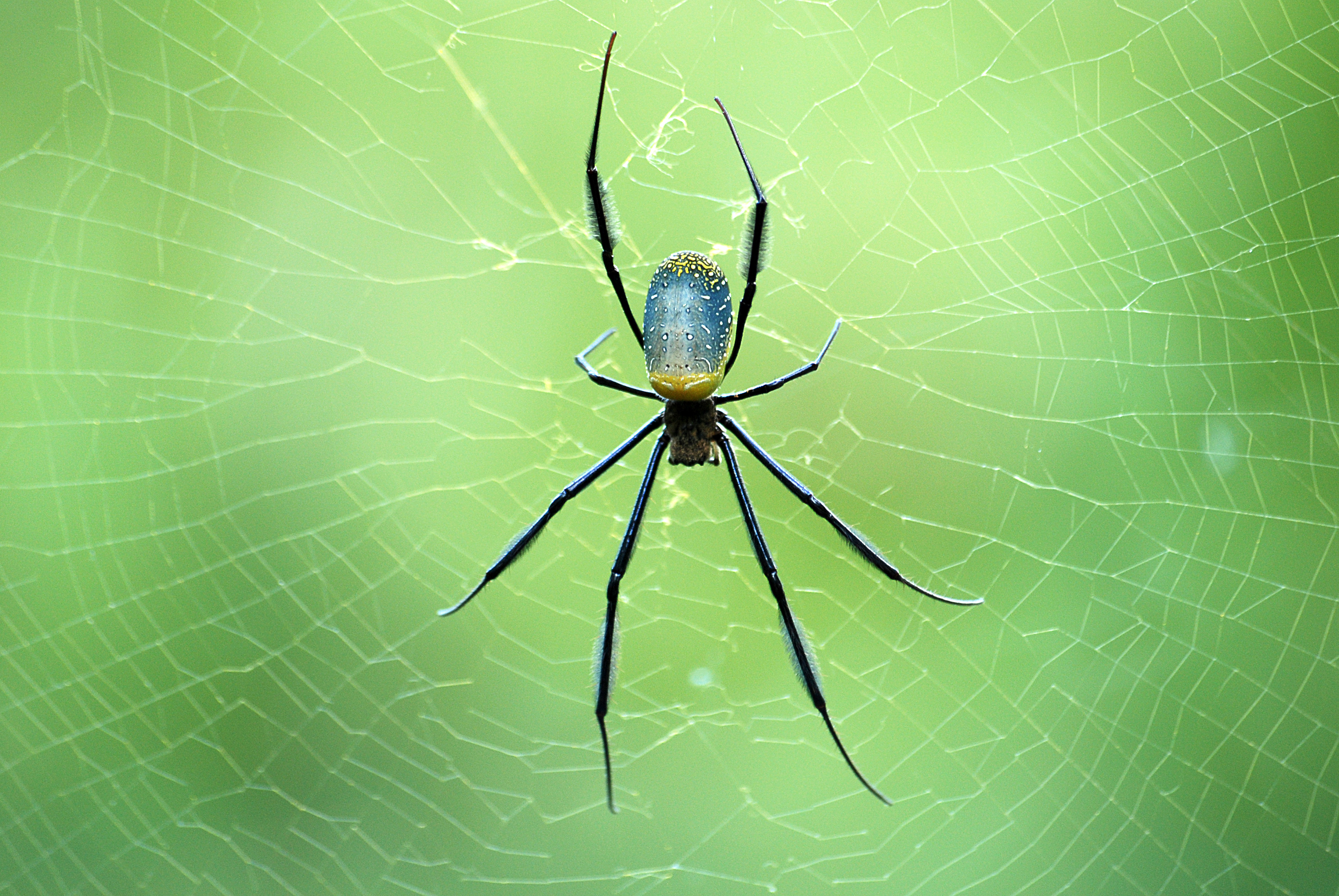 a spider in its web