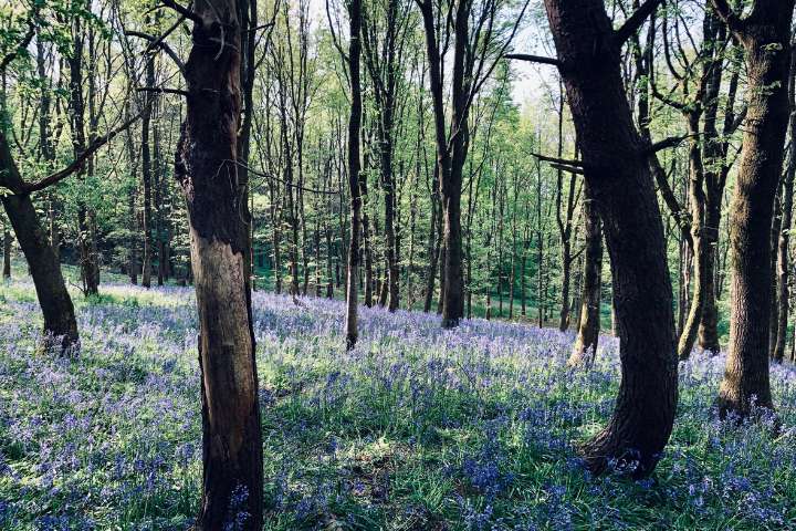 Bare trees on a field of bluebells