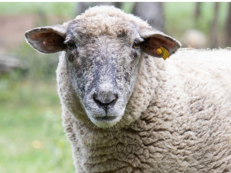 A sheep