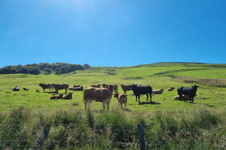 Cows in a field