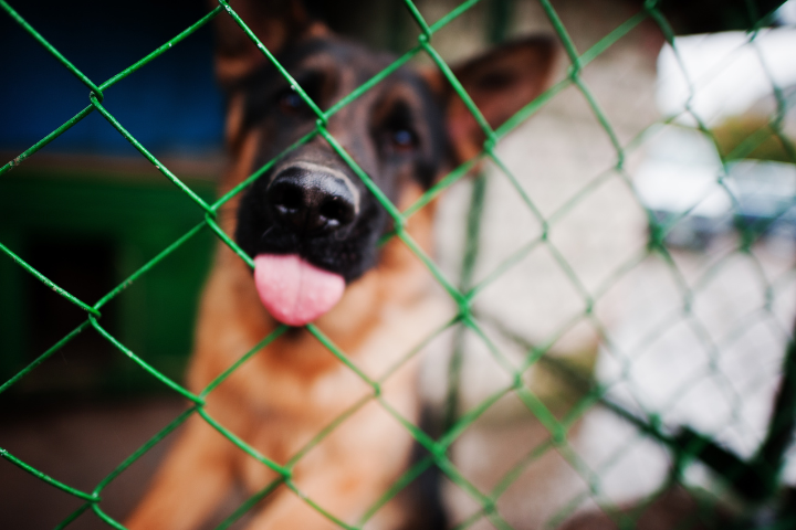 Dog in kennel