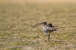Whimbrel