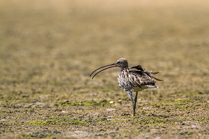 Whimbrel