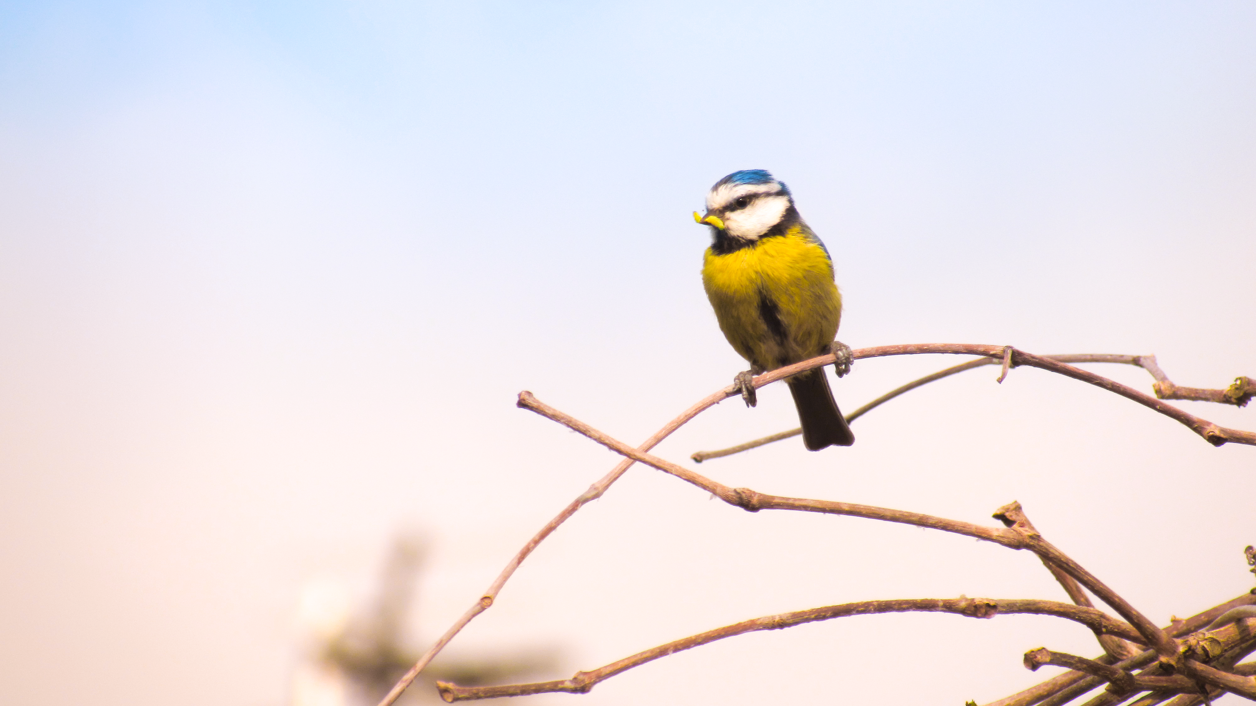 Bluetit