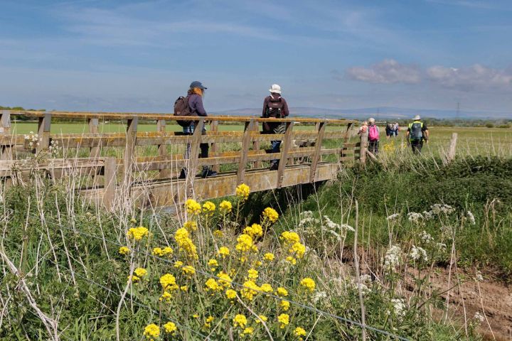People walking on a bridge in summer surrounded by wild flowers.
