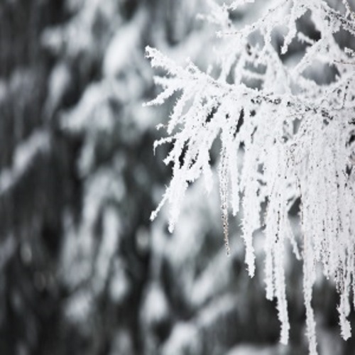 Frost on a tree branch