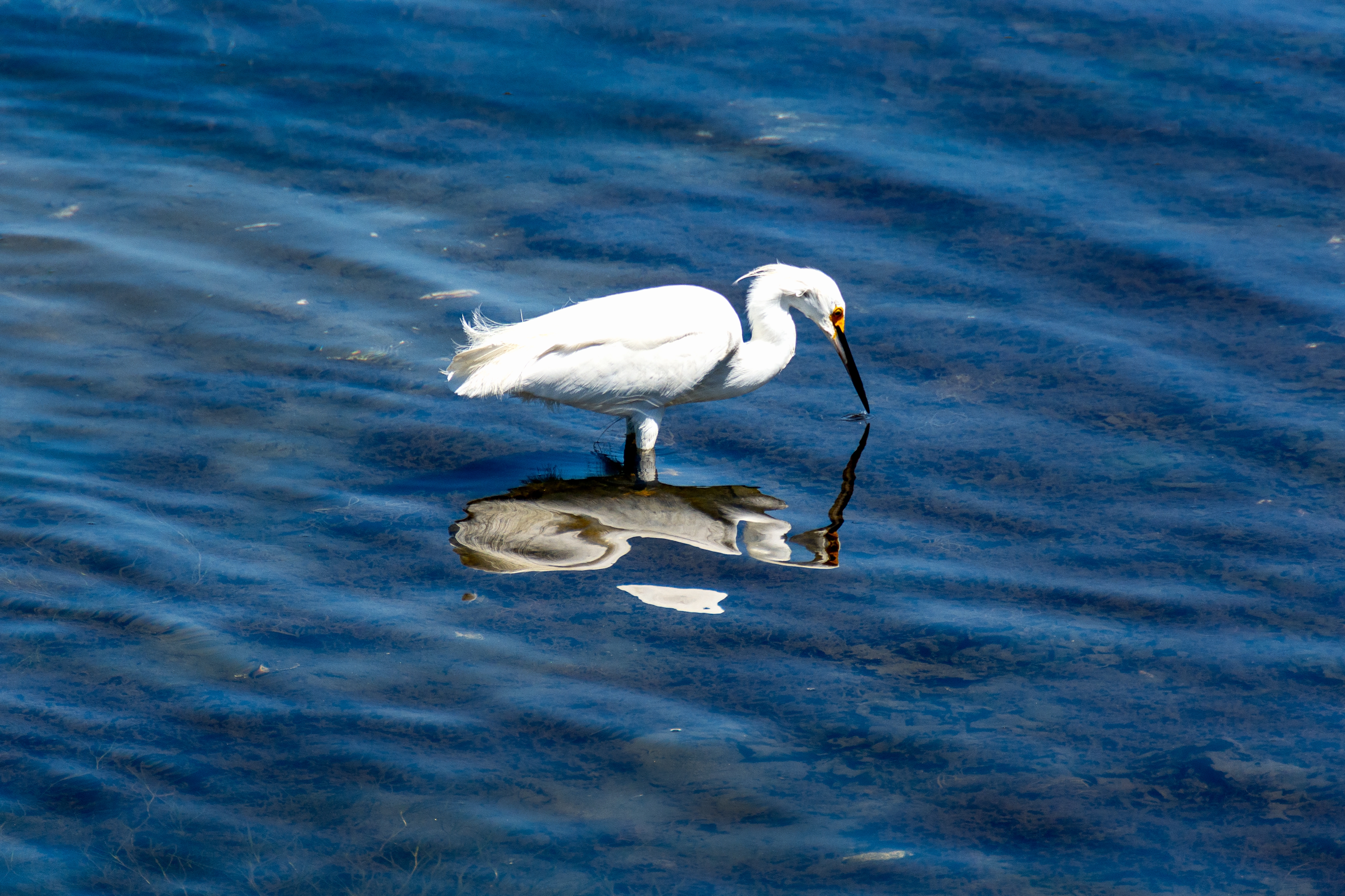 Beautiful snowy egret fishing shallow water