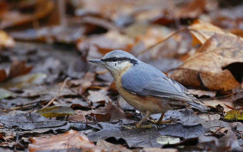 Bird on some dried leaves on the ground.