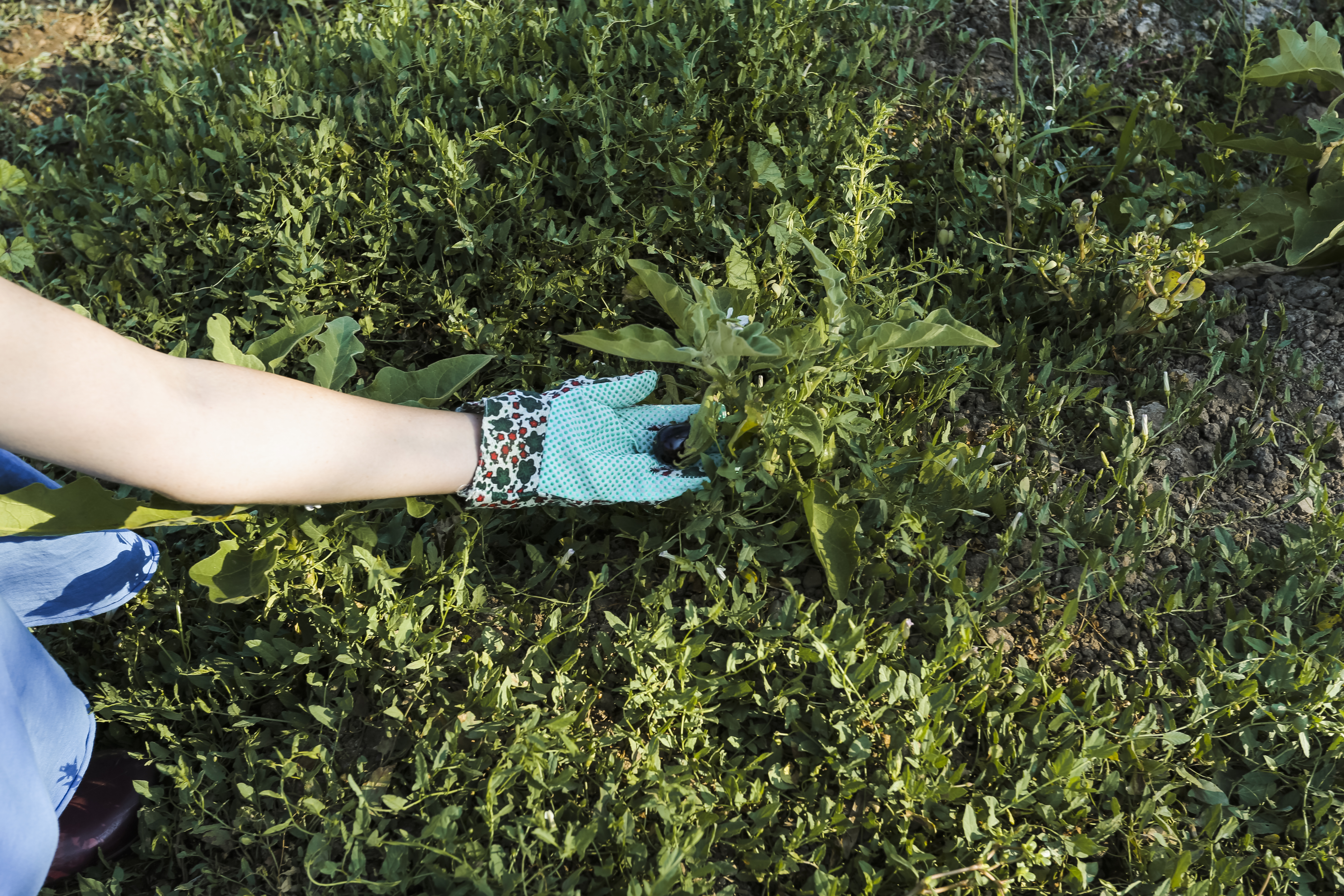 Close up woman s hand holding plant