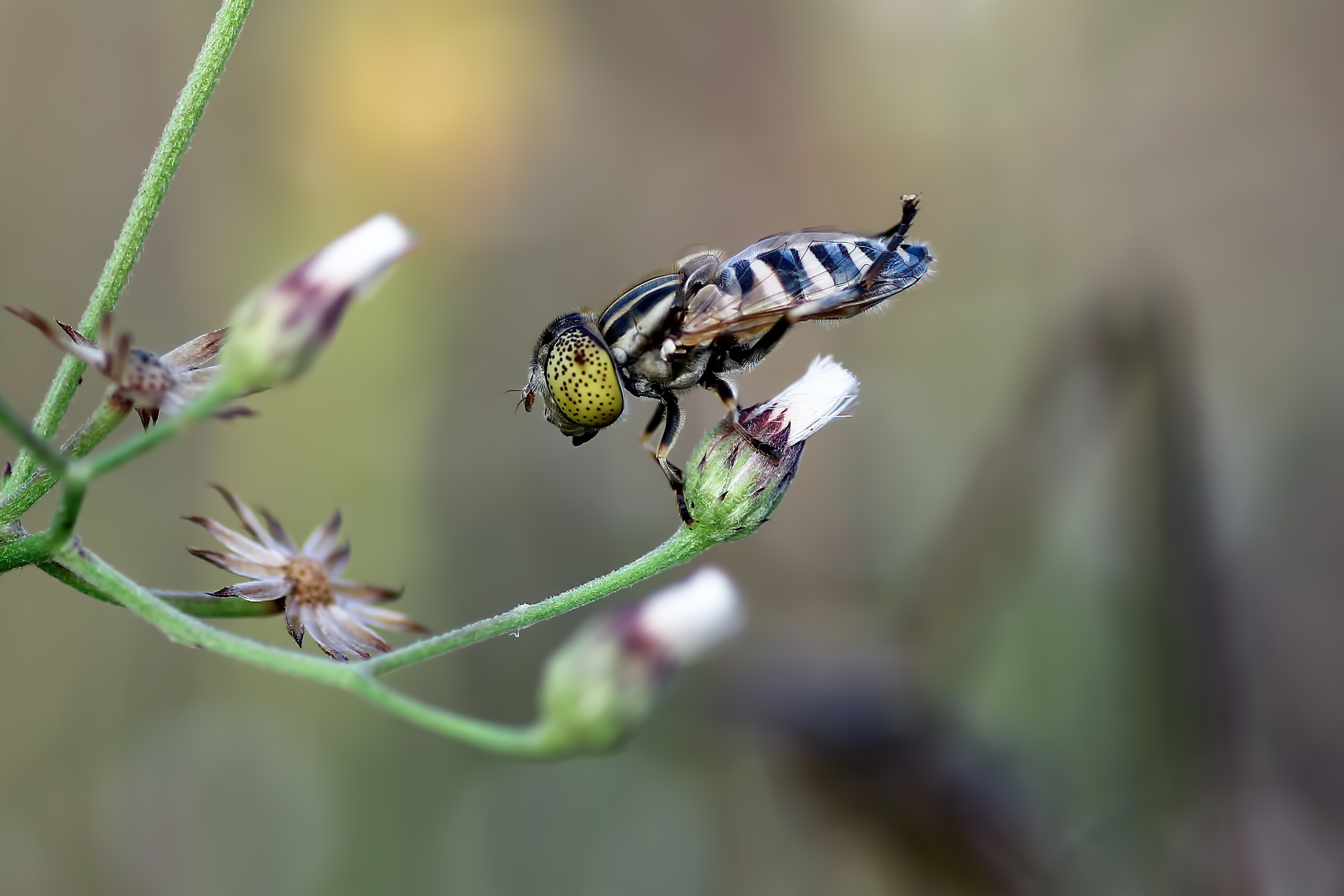 Hoverfly on a flower