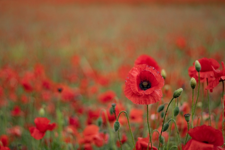 Red poppies in a field