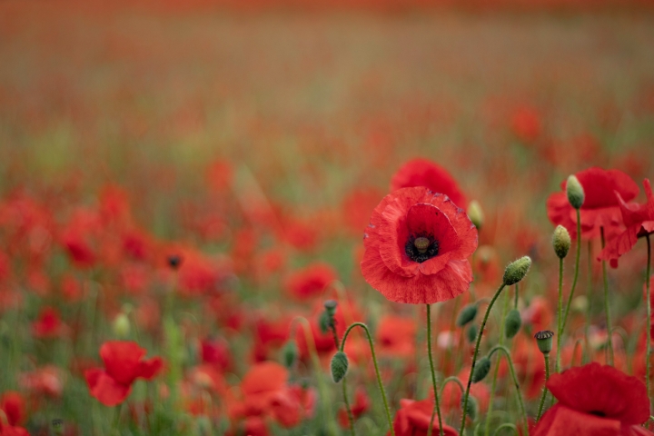 Red poppies in a field