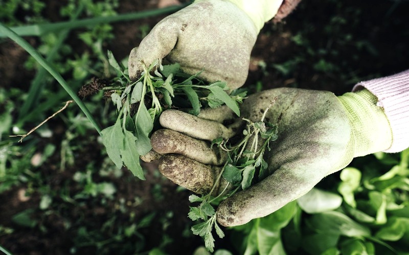 Hands wearing gardening gloves holding cuttings of a plant.