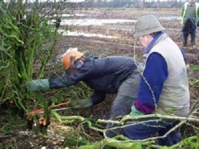 Two people laying a hedge