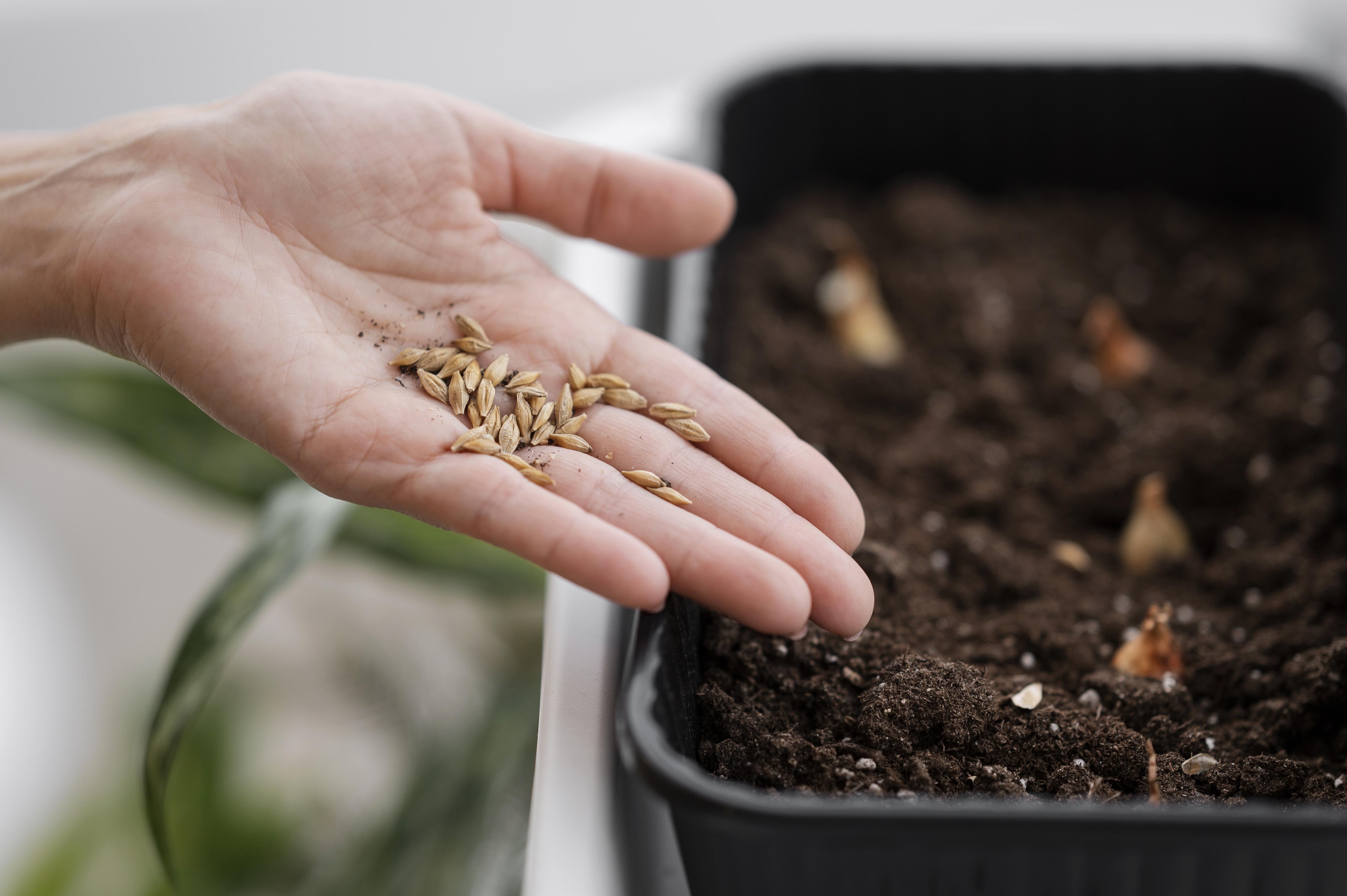 High angle woman holding seeds planting with pot