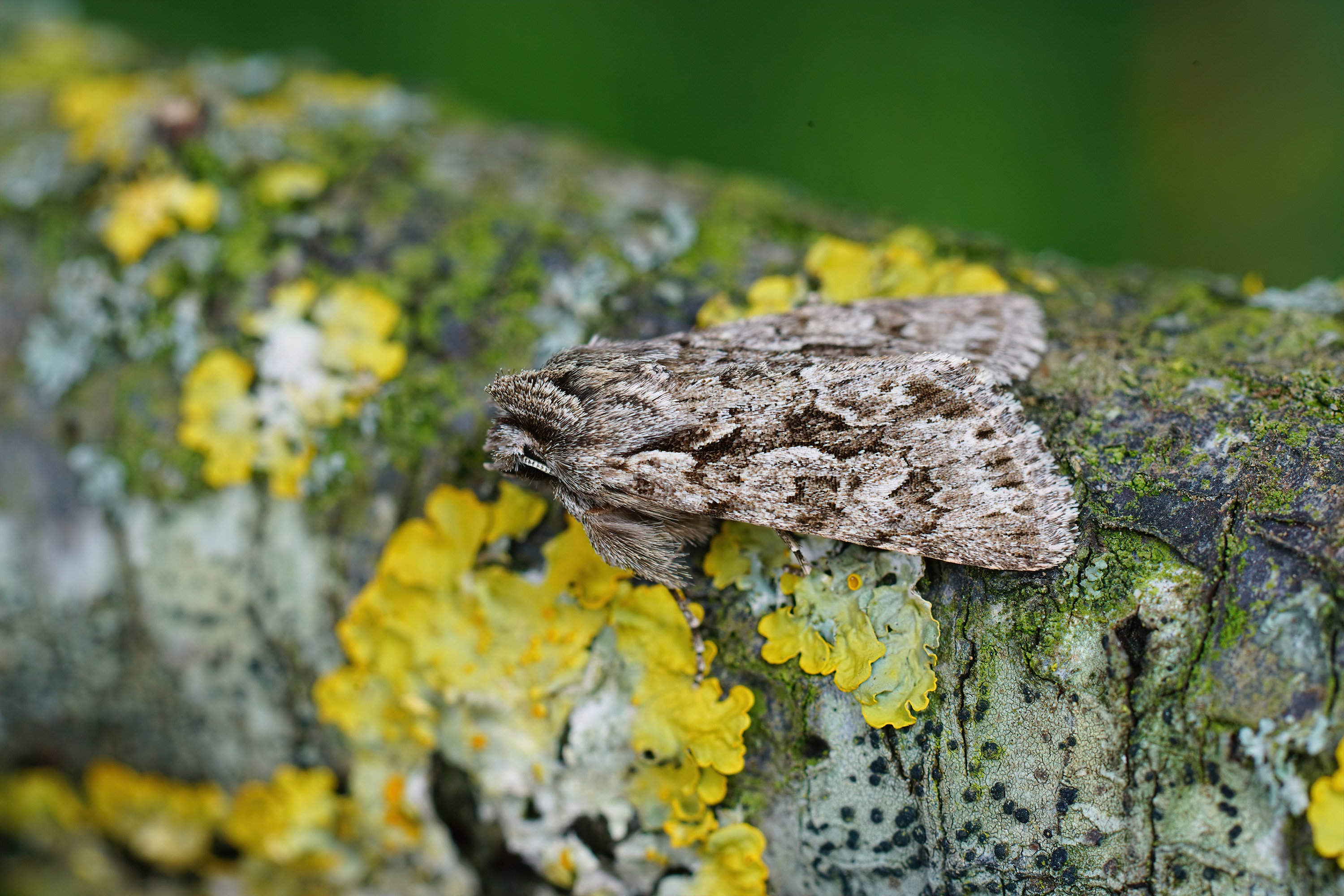 A moth on a tree branch