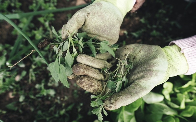 Close up of gardening gloves holding plant cuttings.