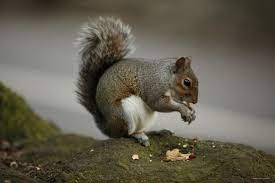 Squirrel sat on a log eating nuts