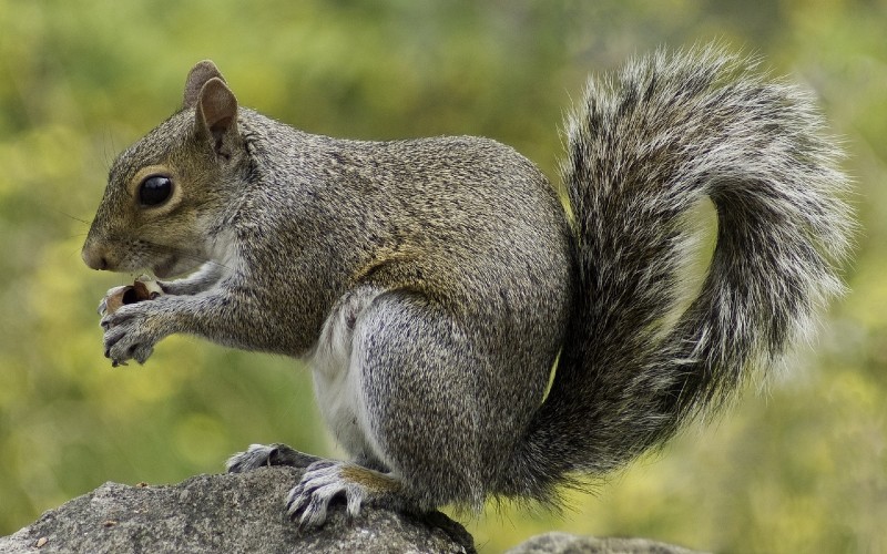 Grey squirrel nibbling on a nut.